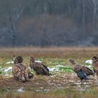 Der große Rat der Seeadler