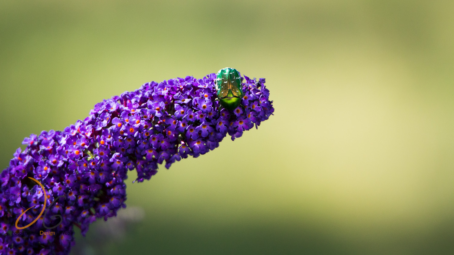 Der Große Rosenkäfer II (Protaetia aeruginosa)