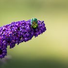 Der Große Rosenkäfer II (Protaetia aeruginosa)