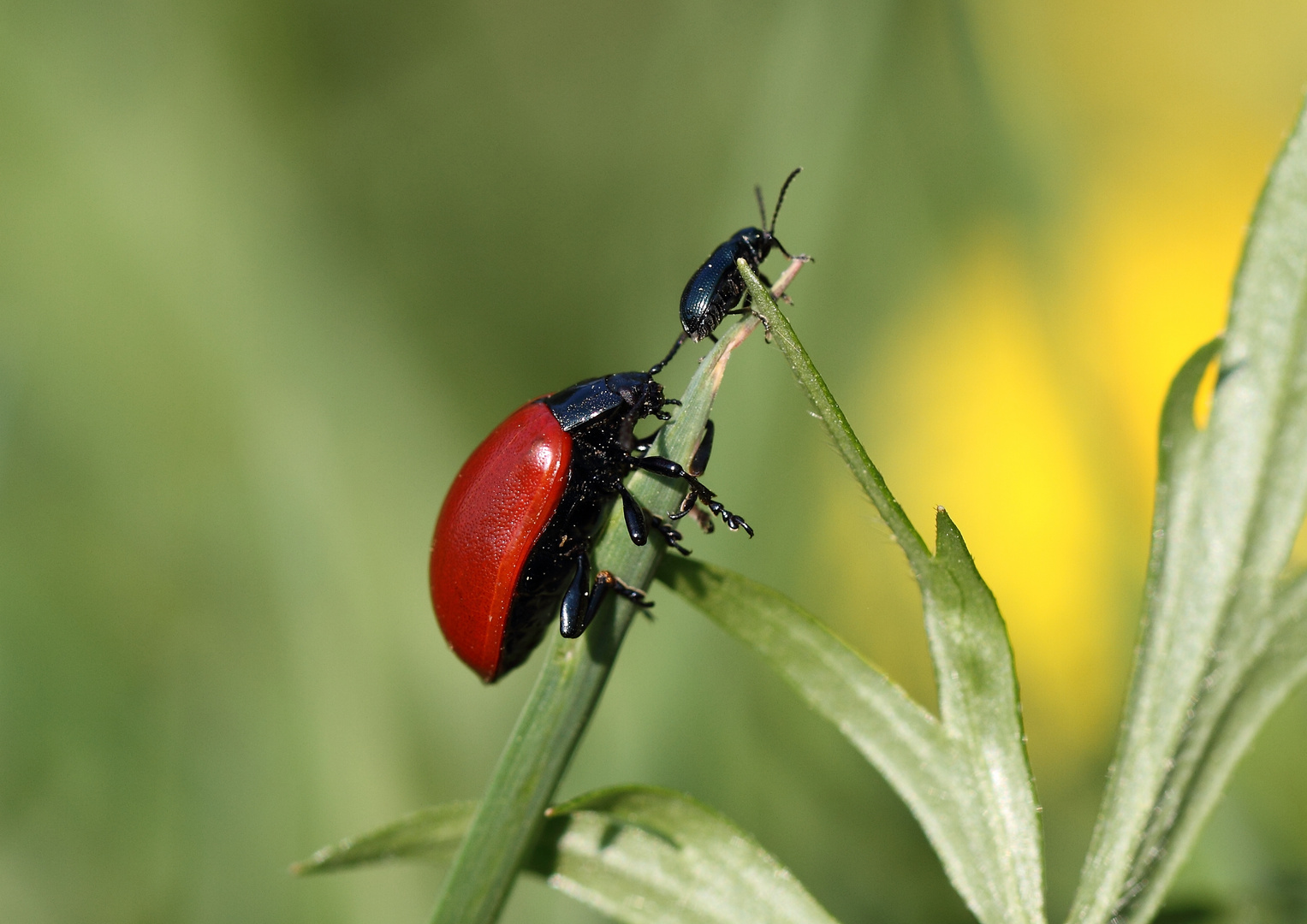 Der große Rote mit dem kleinen schwarzen Käfer