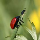 Der große Rote mit dem kleinen schwarzen Käfer