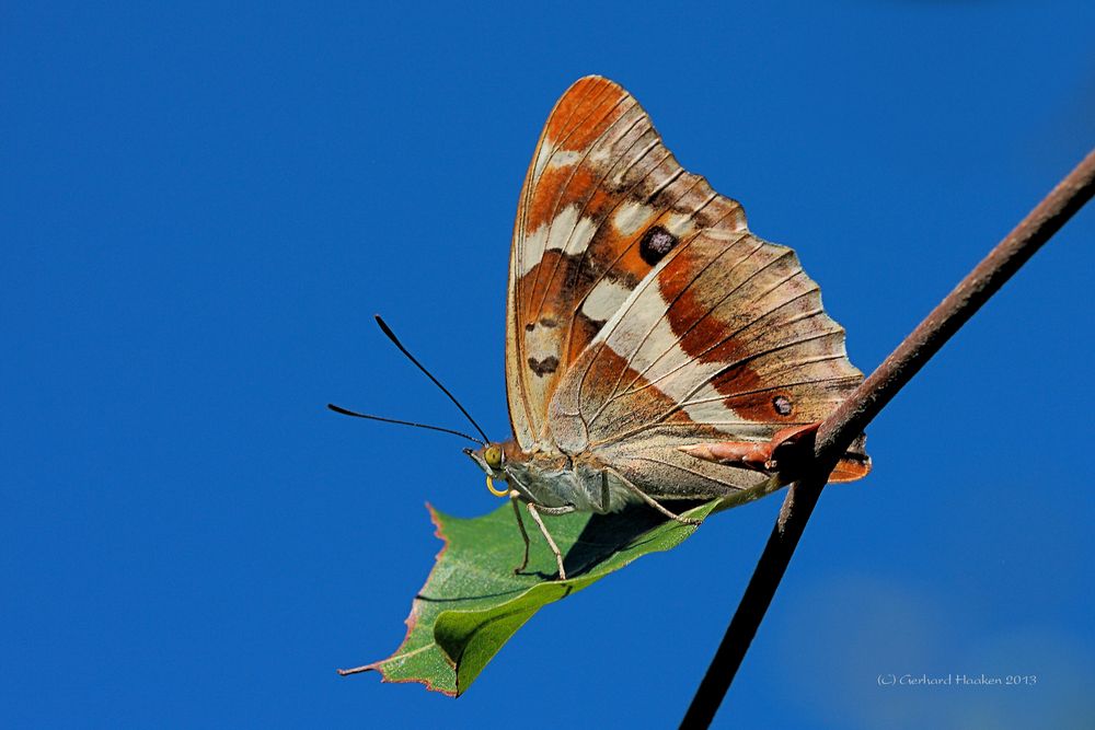 Der Große Schillerfalter (Apatura iris)