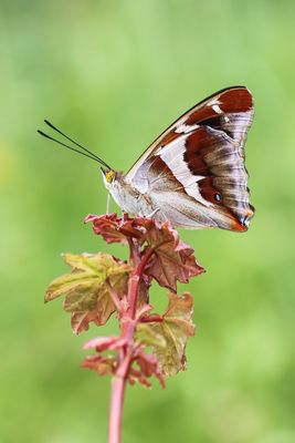 Der Große Schillerfalter