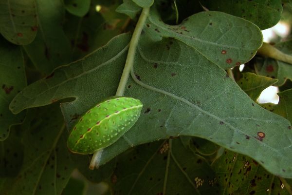 Der Große Schneckenspinner