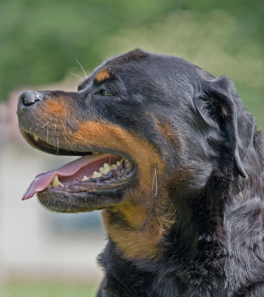 Der große Schwarze Foto &amp; Bild tiere, haustiere, hunde Bilder auf