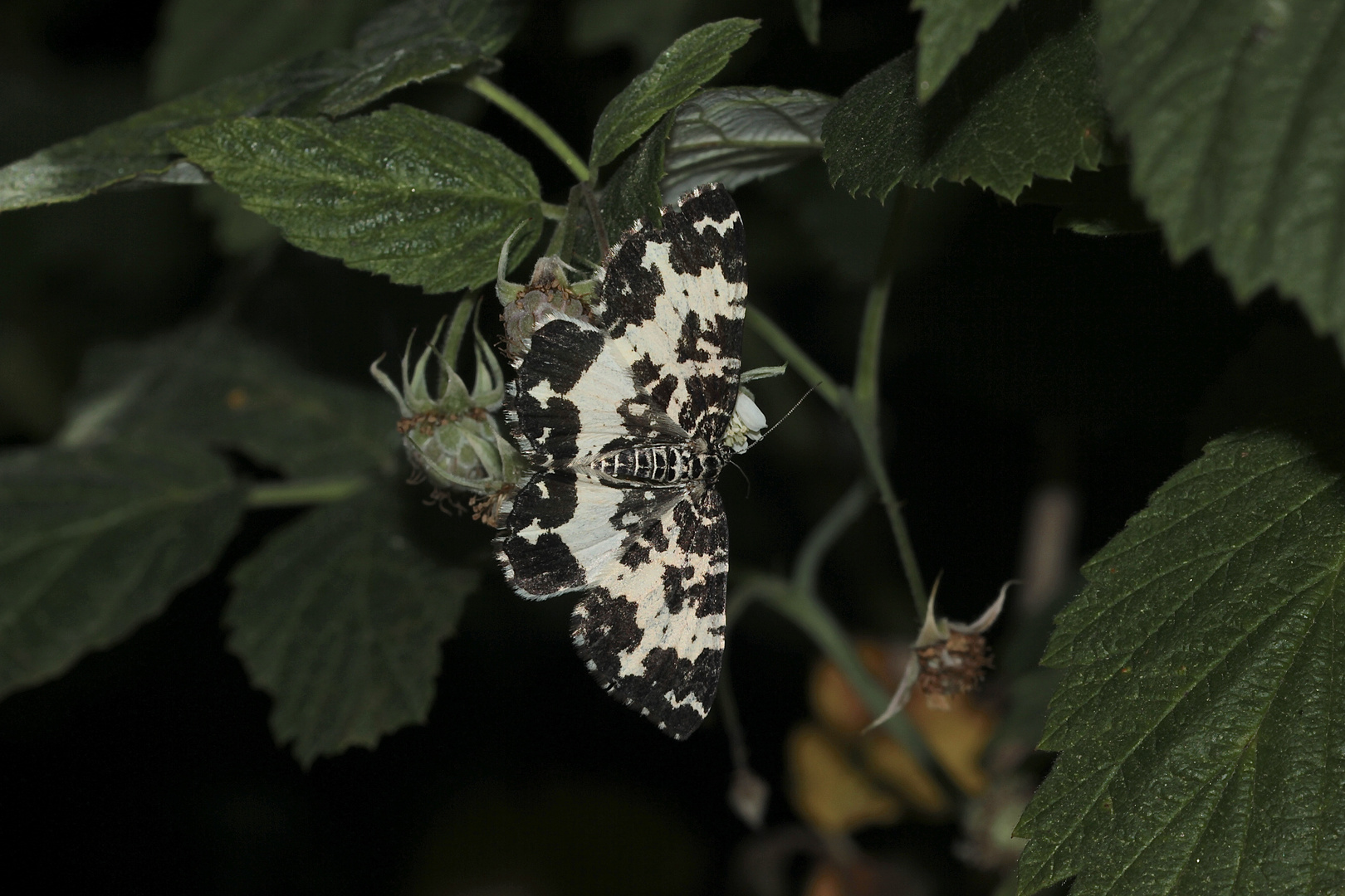 Der Große Speerspanner (Rheumaptera hastata), ...