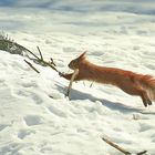 ..... der große Sprung im Schnee