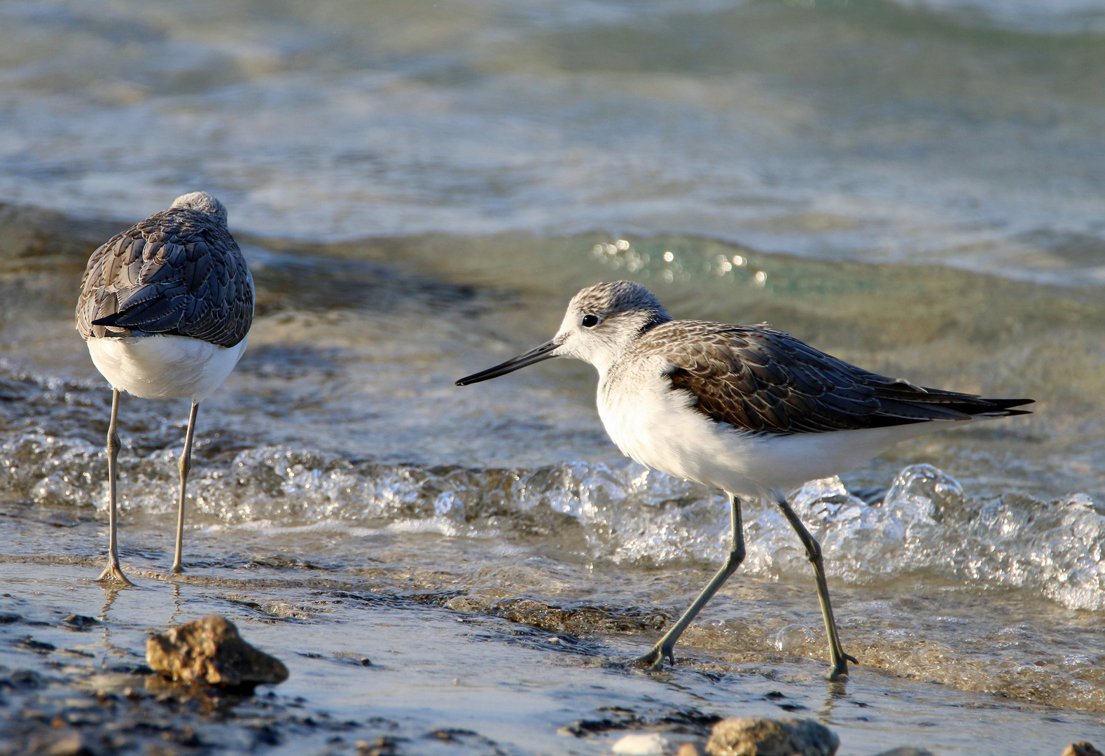 Der große Strandläufer