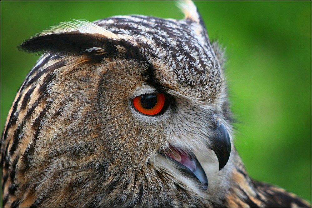 Der große UHU (Bubo)