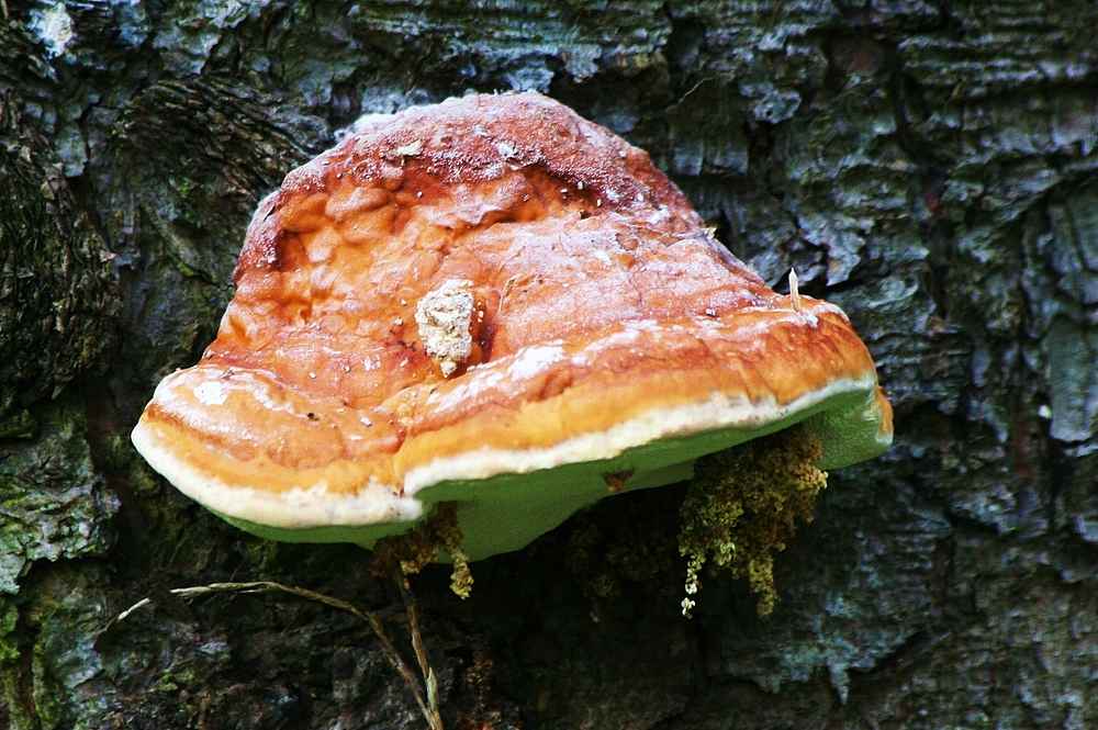 Der große Unbekannte