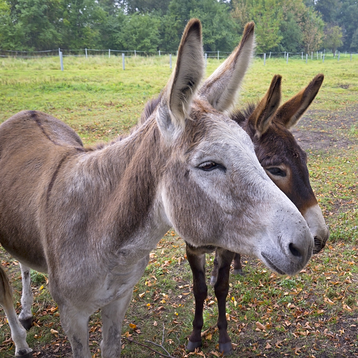 Der Große und der Kleine