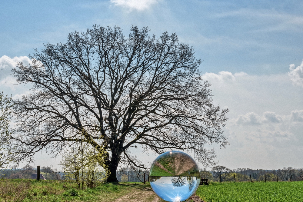 Der große und der kleine Baum