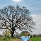 Der große und der kleine Baum