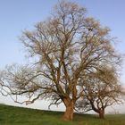 der große und der kleine baum am weserufer