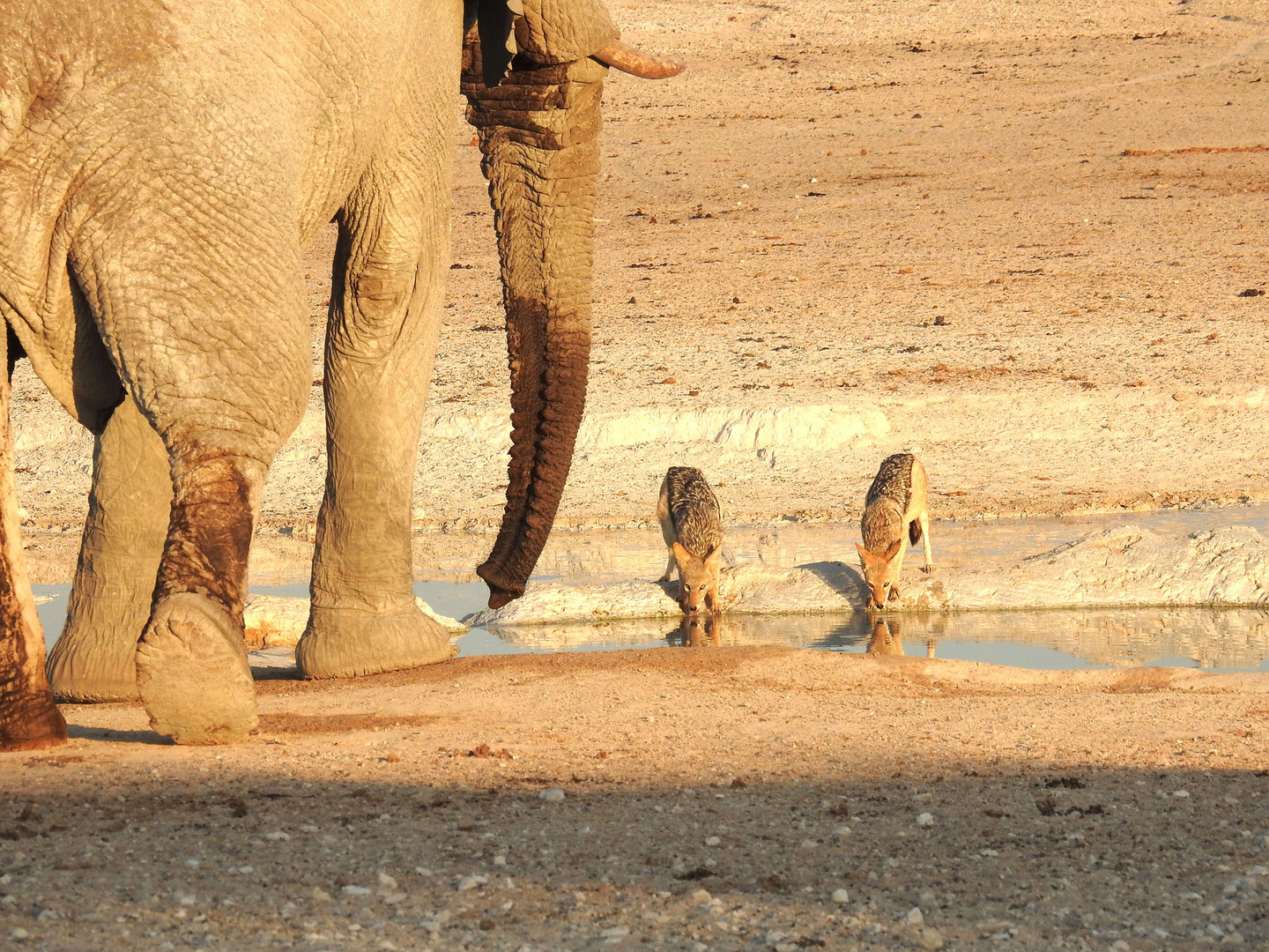 Der große und der kleine Durst. Elefant und Schabrakenschakale