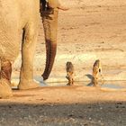 Der große und der kleine Durst. Elefant und Schabrakenschakale