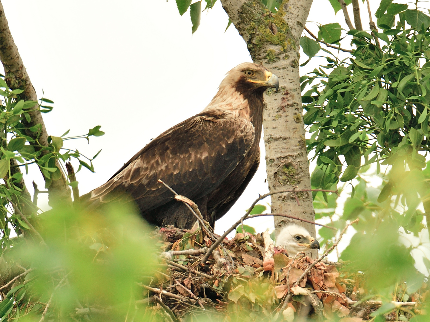 Der große und der kleine Kaiseradler