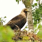 Der große und der kleine Kaiseradler