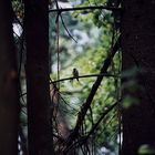Der grosse Wald und der kleine Vogel