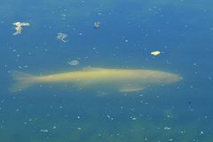 Der große weiße Fisch