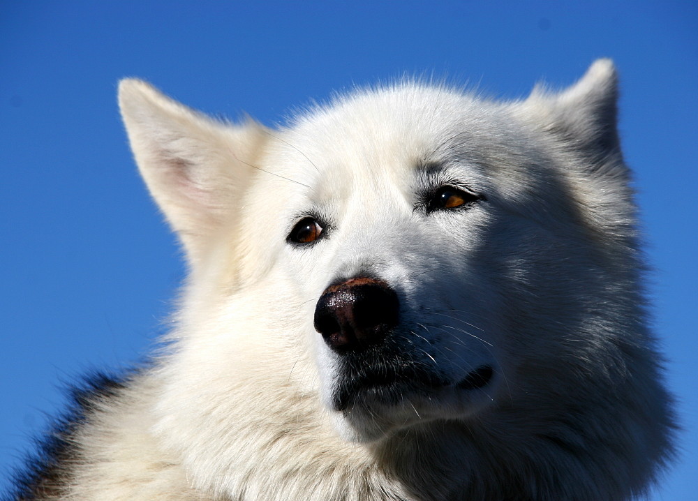 Der grosse weisse Hund