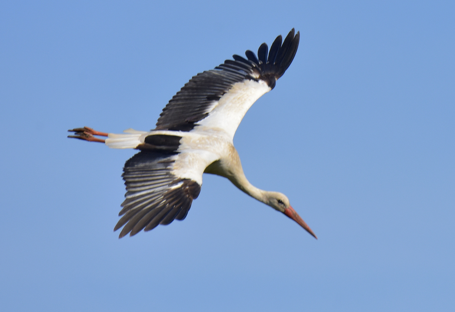Der große weiße Vogel Foto & Bild | tiere, wildlife, wild lebende vögel
