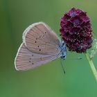 Der Große Wiesenknopf