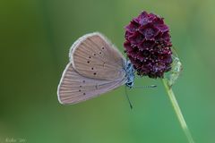 Der Große Wiesenknopf