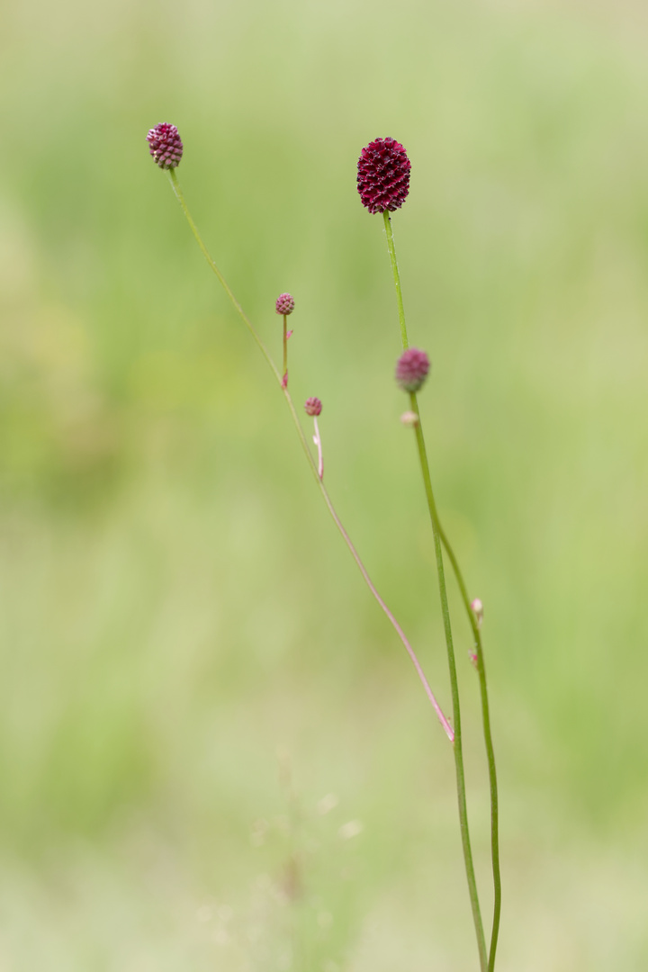 der große Wiesenknopf