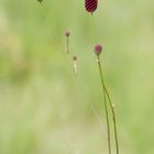 der große Wiesenknopf