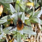 Der große Wollschweber (Bombylius major)