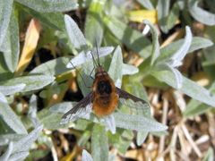 Der große Wollschweber (Bombylius major)