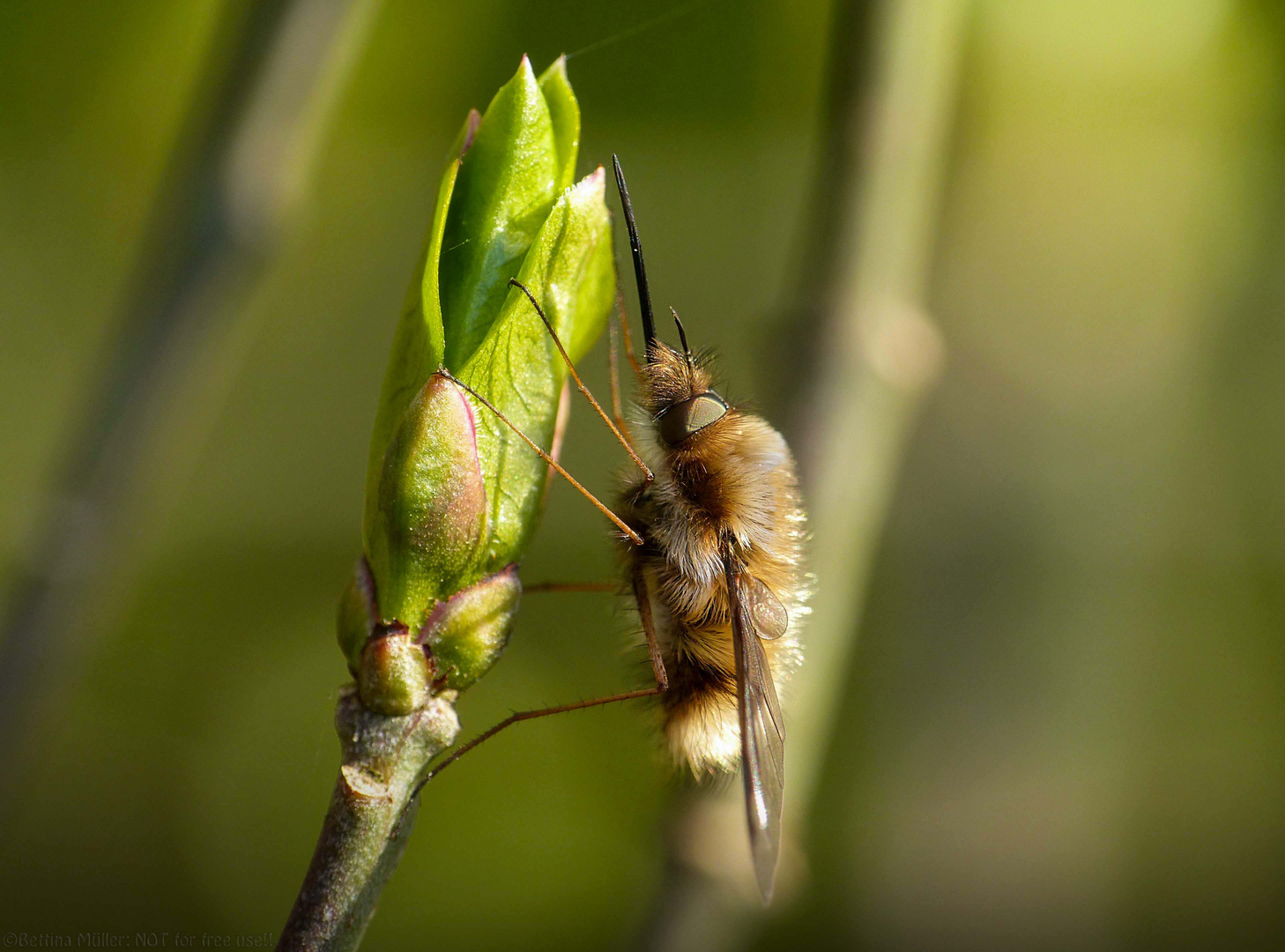 Der große Wollschweber (Bombylius major) 