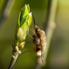 Der große Wollschweber (Bombylius major) 