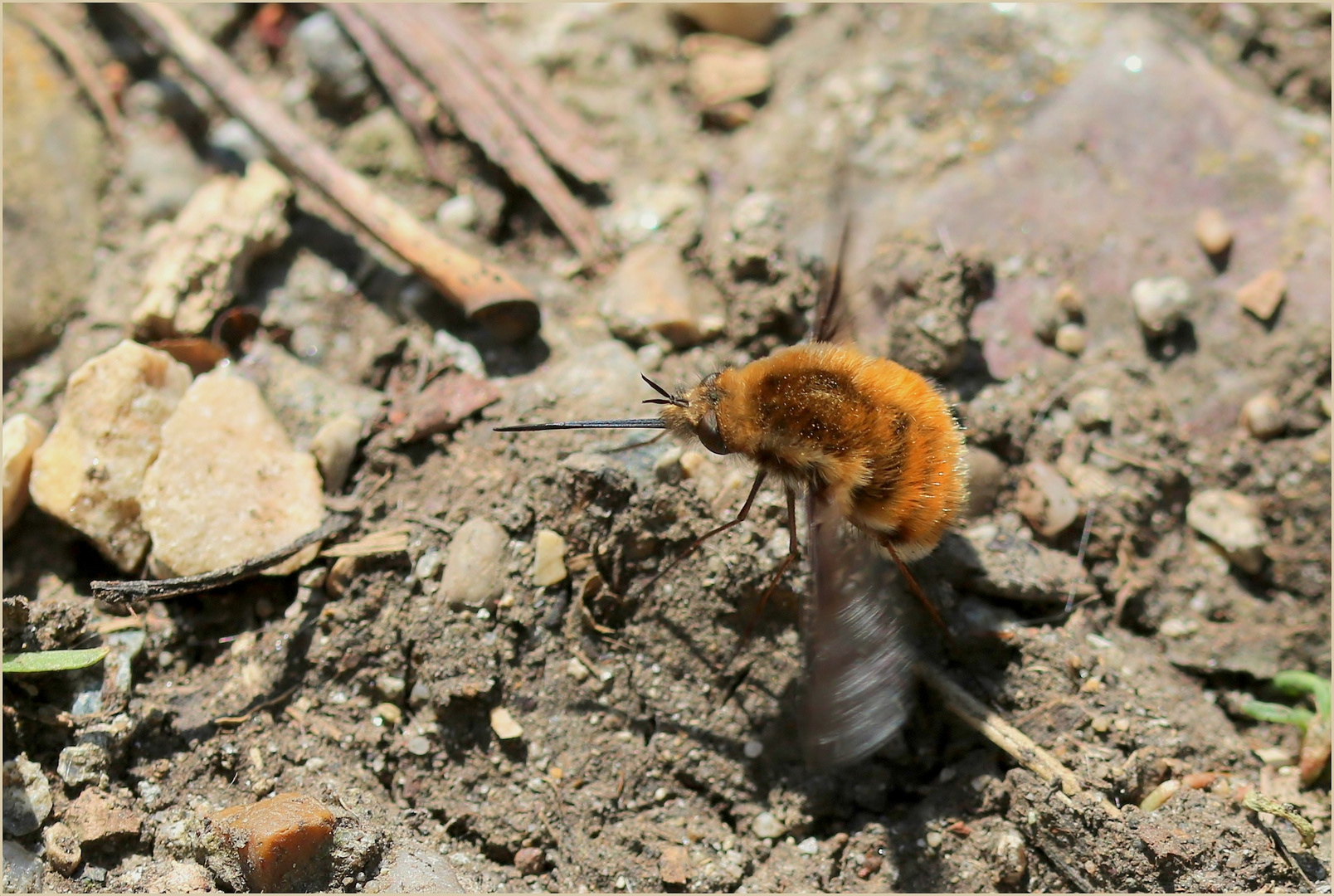 Der Große Wollschweber (Bombylius major)...