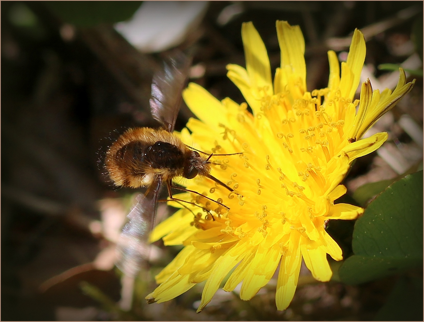 Der Große Wollschweber (Bombylius major) in action.