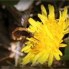 Der Große Wollschweber (Bombylius major) in action.