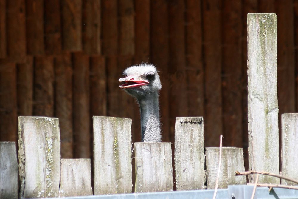 der große Zaunkönig