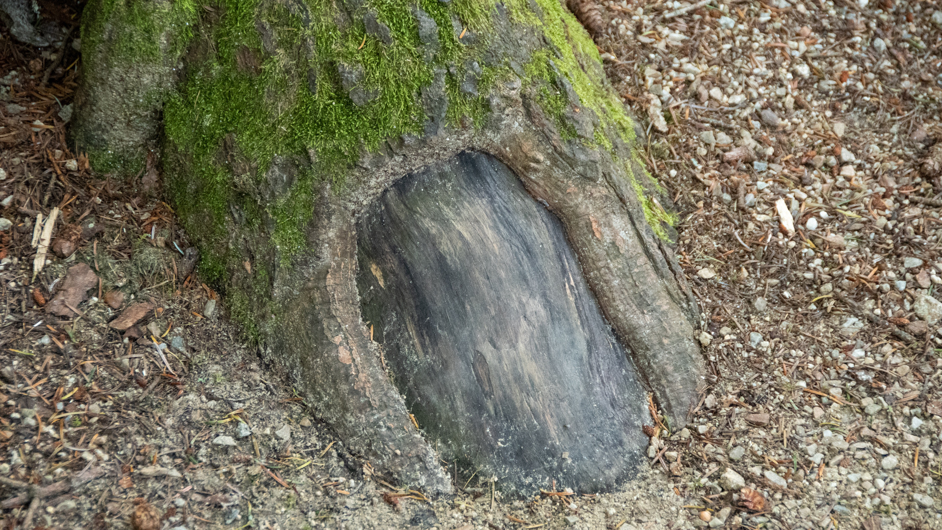 Der große Zeh des Baumes