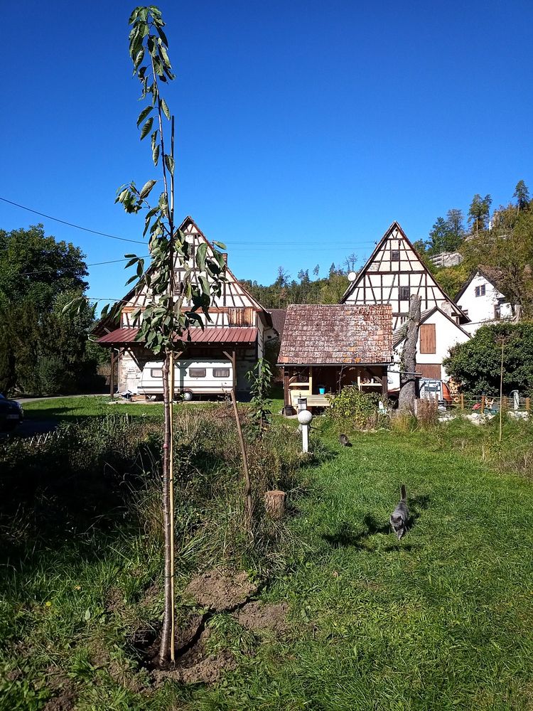 Der großeschwarze Knorpelkirschenbaum