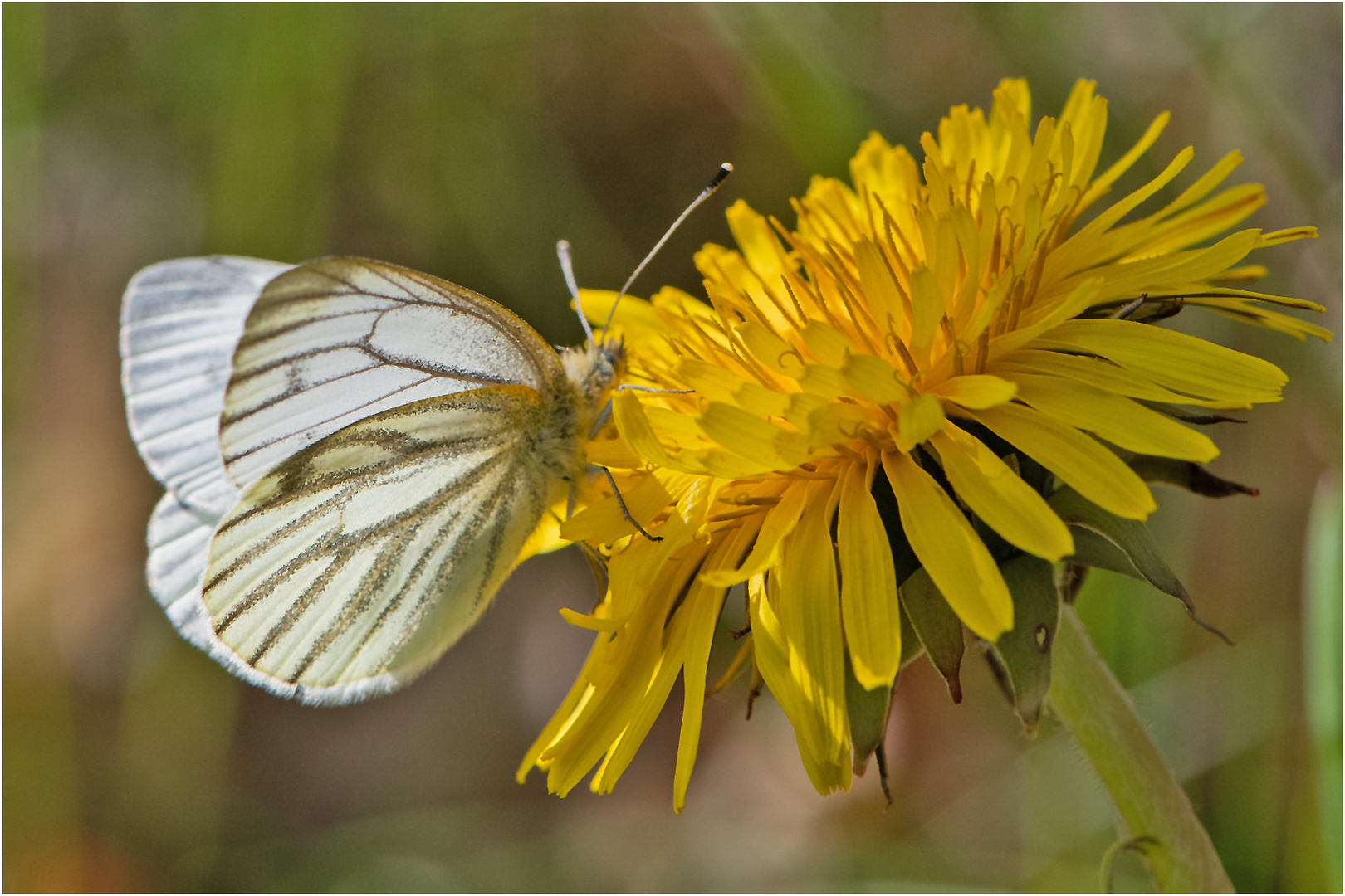 Der Grünader Weißling (Pieris napi) tankt hier . . .