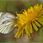 Der Grünader Weißling (Pieris napi) tankt hier . . .