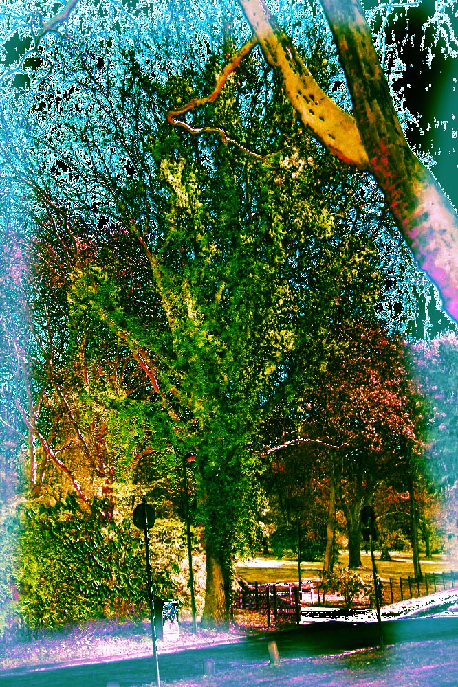 Der grüne Baum