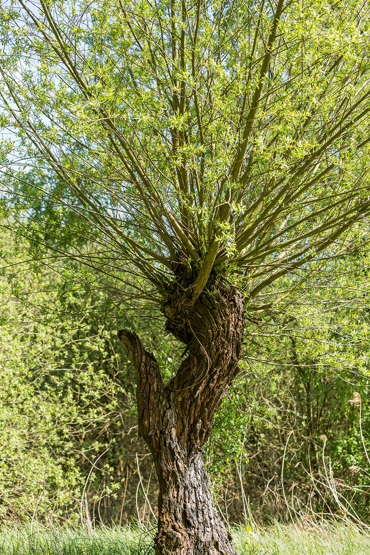 Der grüne Daumen