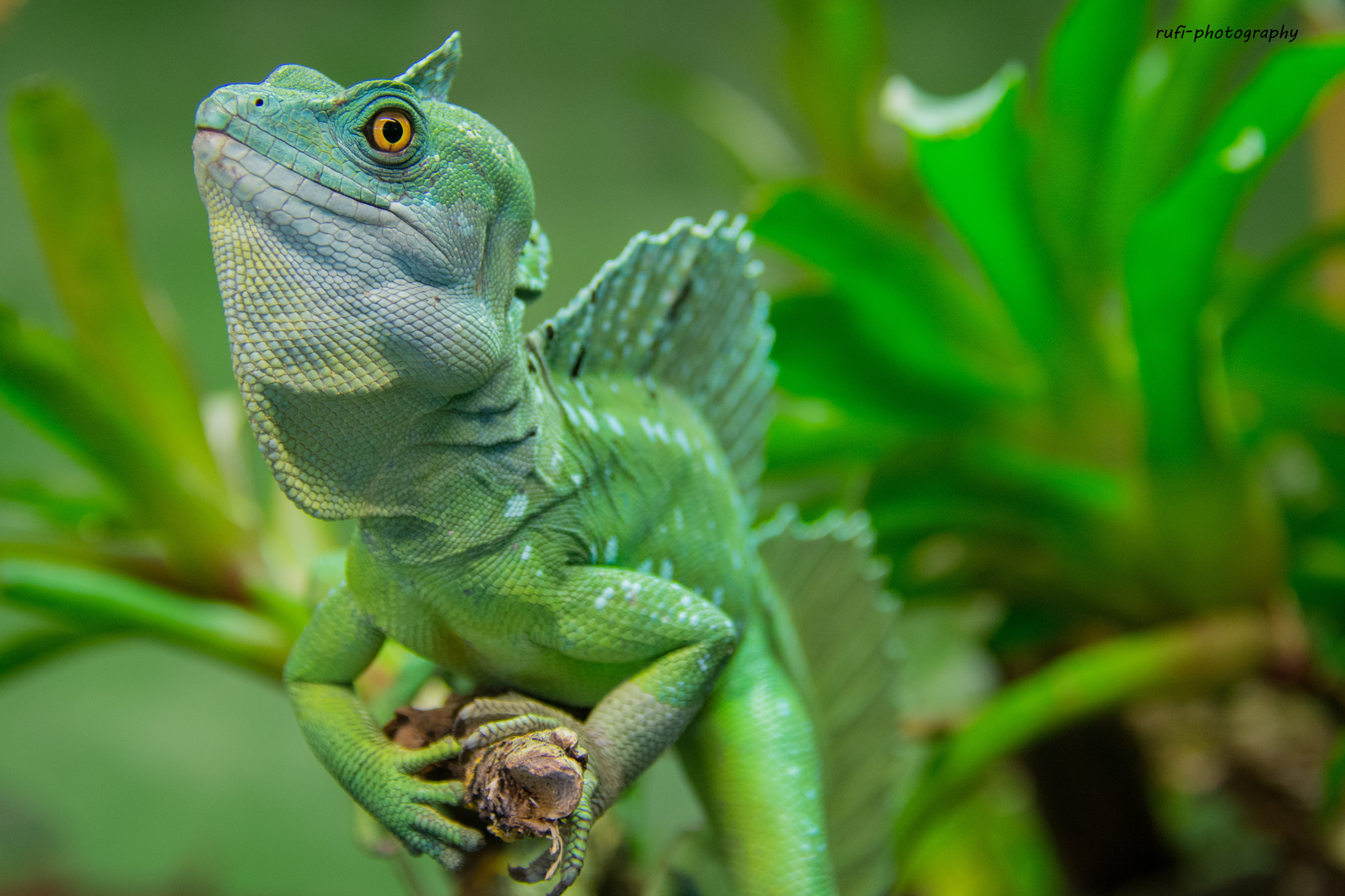 Der grüne Drache