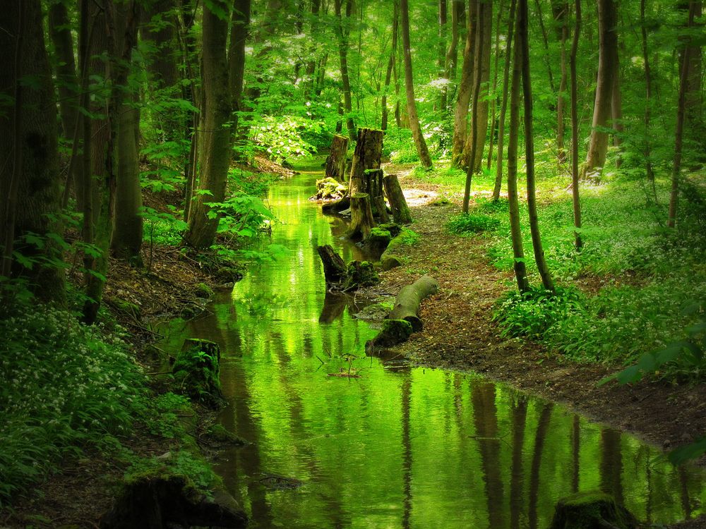 Der grüne Fluss