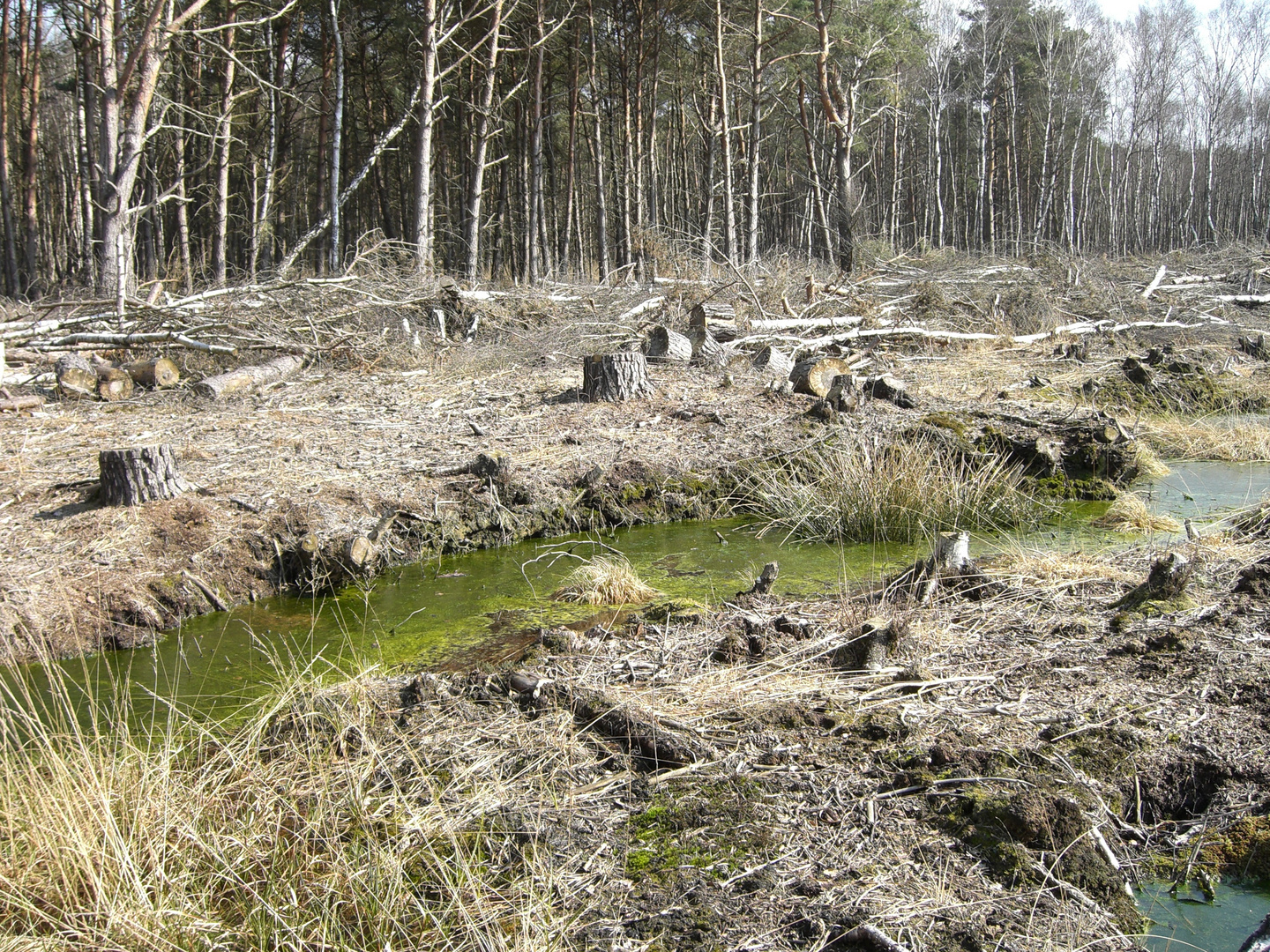 Der grüne Fluss