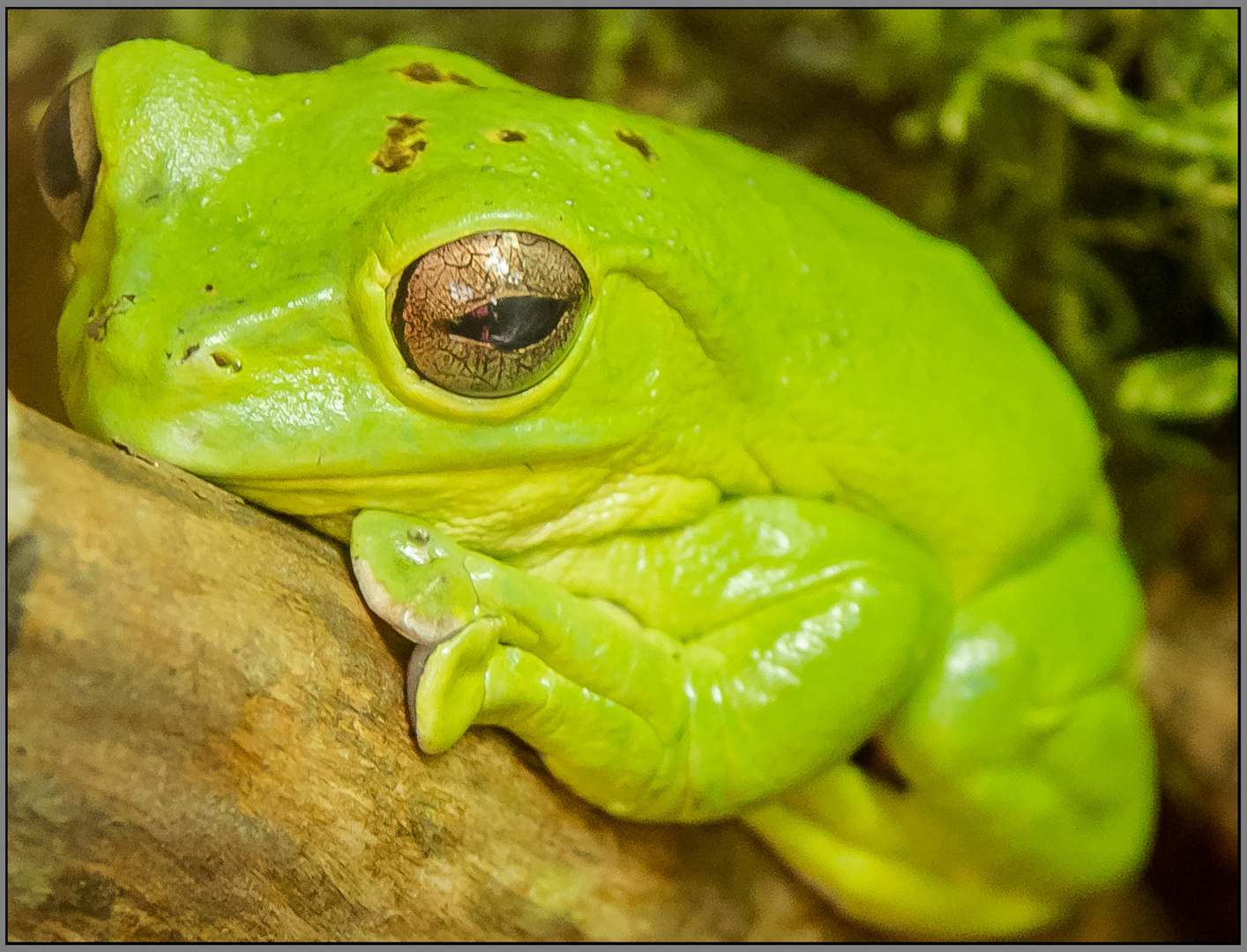 Der Grüne Frosch