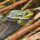 Der grüne Frosch