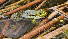 Der grüne Frosch